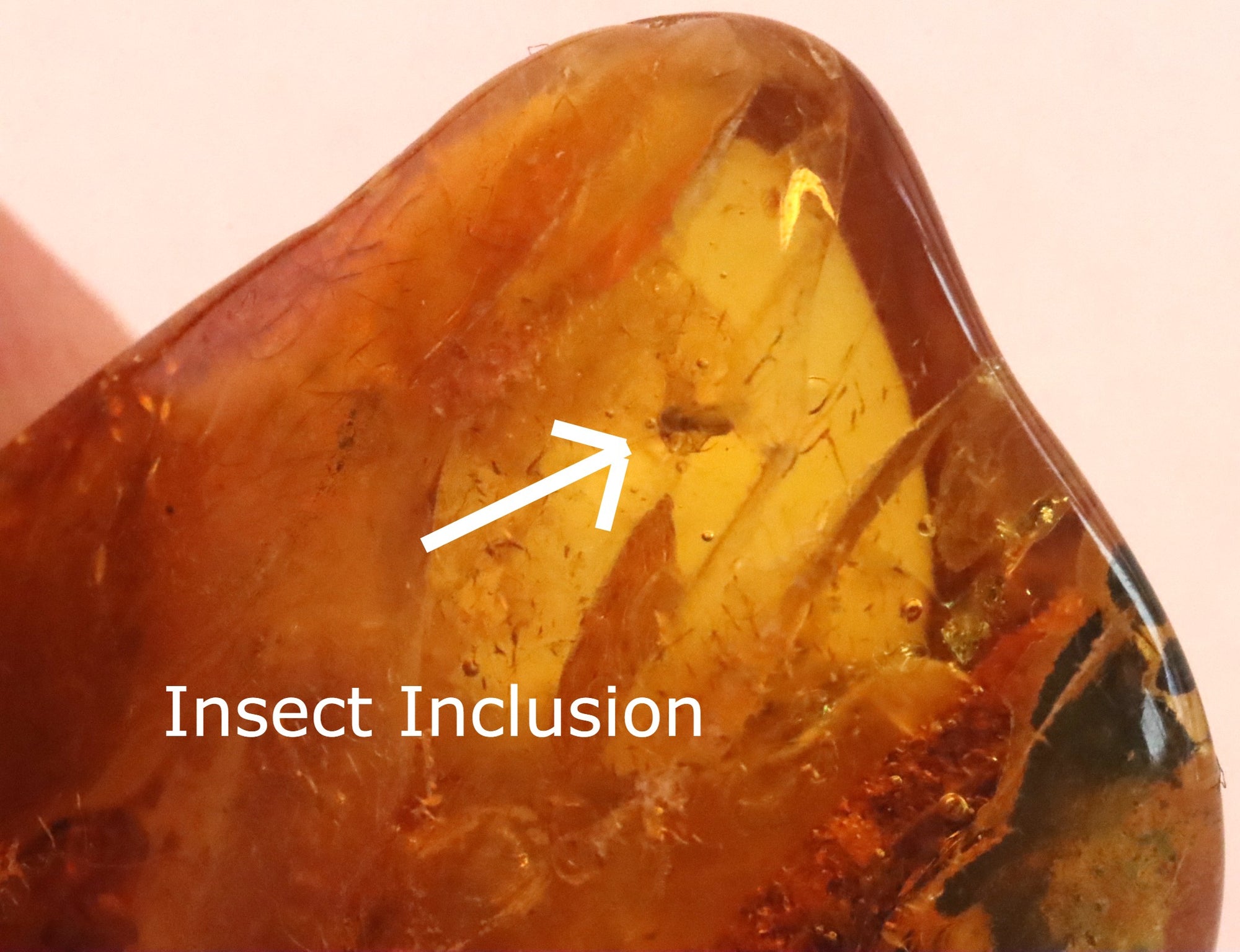 Insect in Baltic Amber