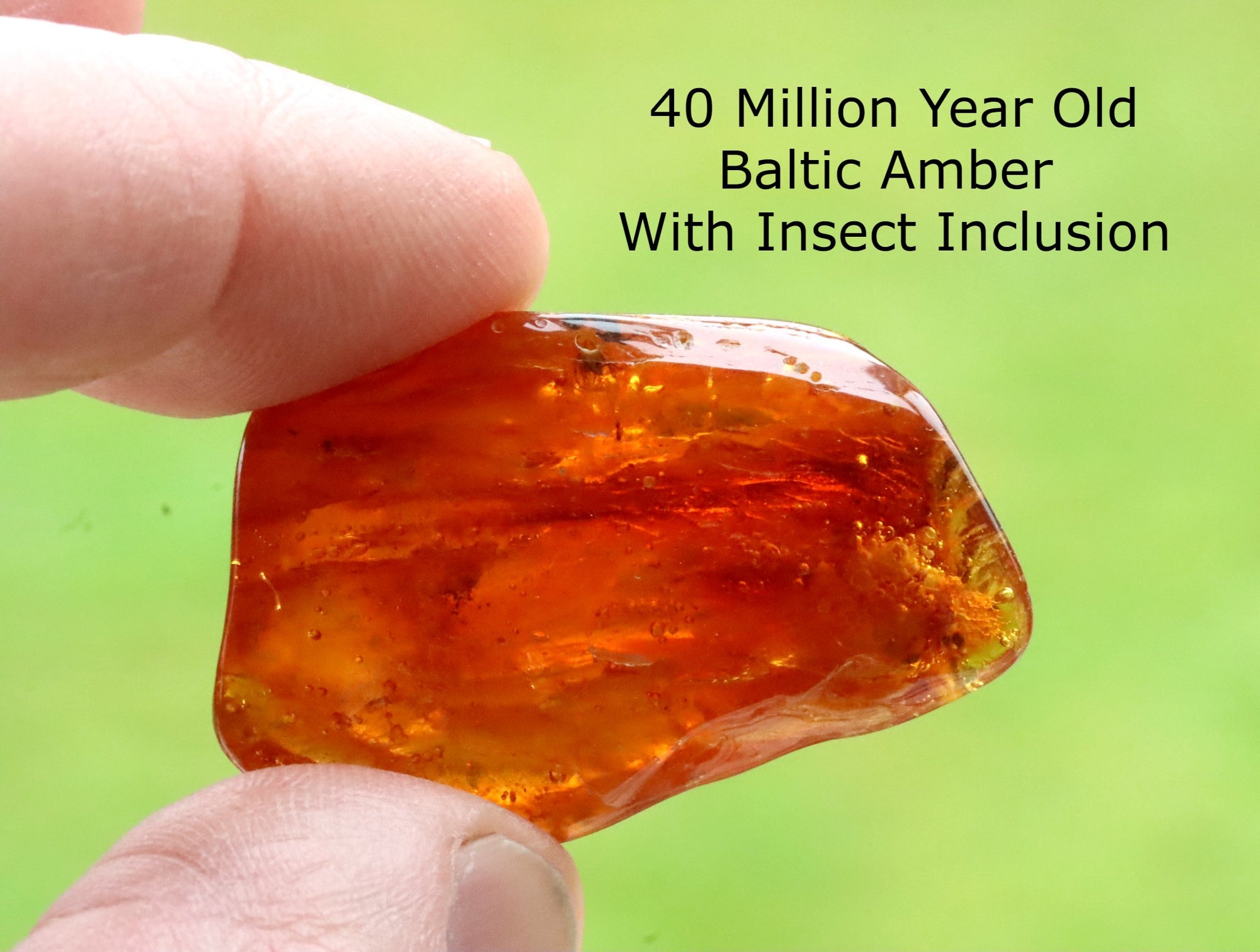 Very Clear Insects In 40 Million Year Old Baltic Amber