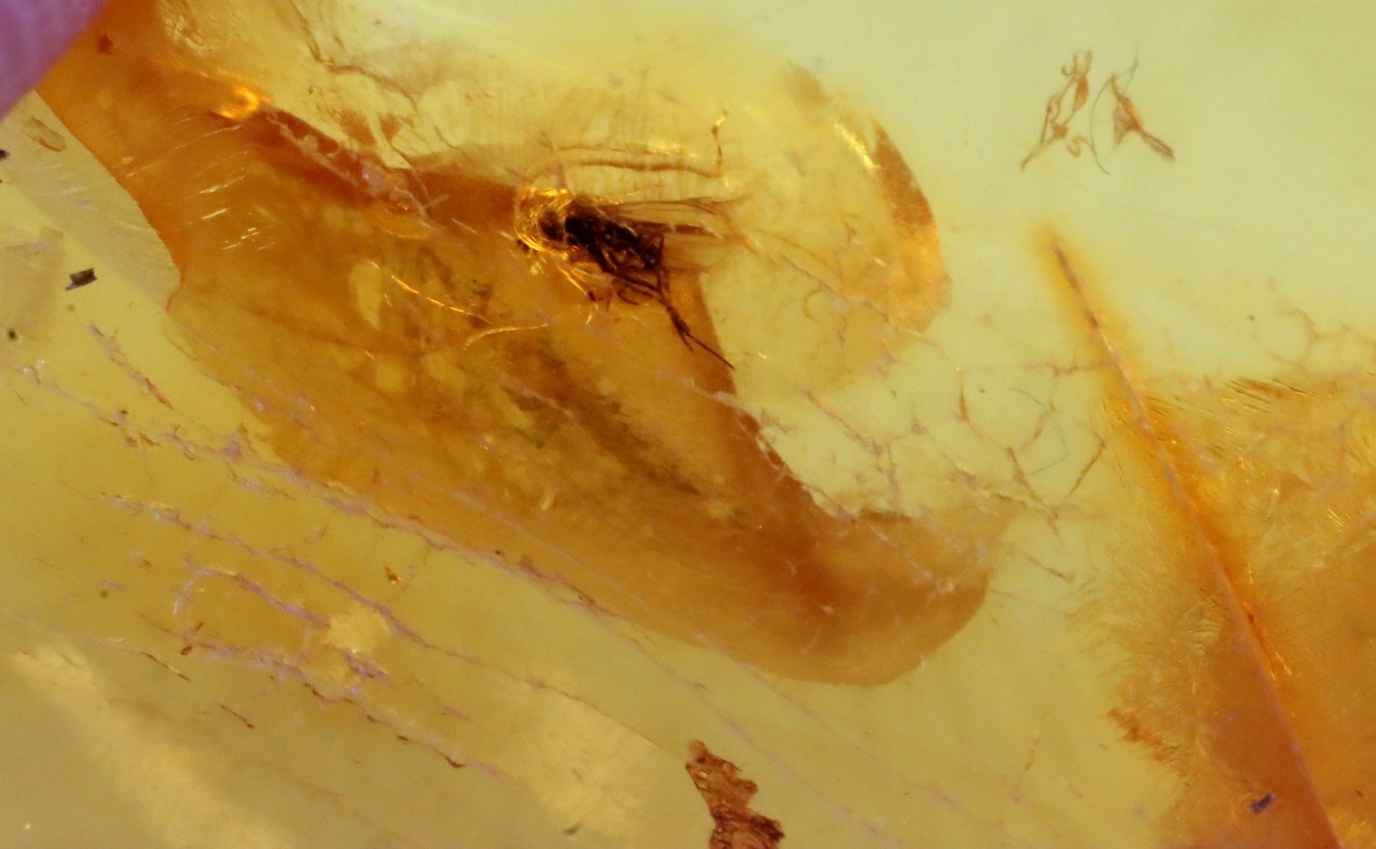 Amber Gem With Insect Inclusion