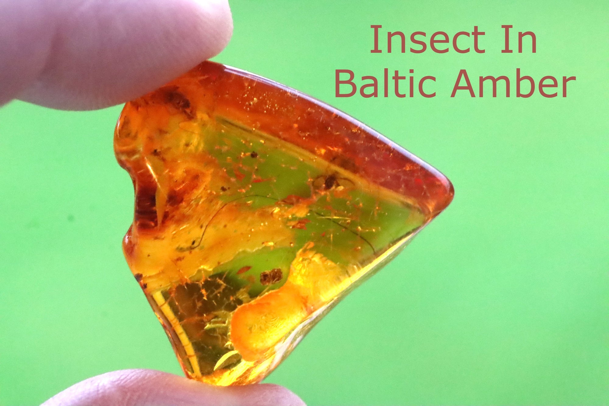 40 million year old Insect Inclusion in Amber