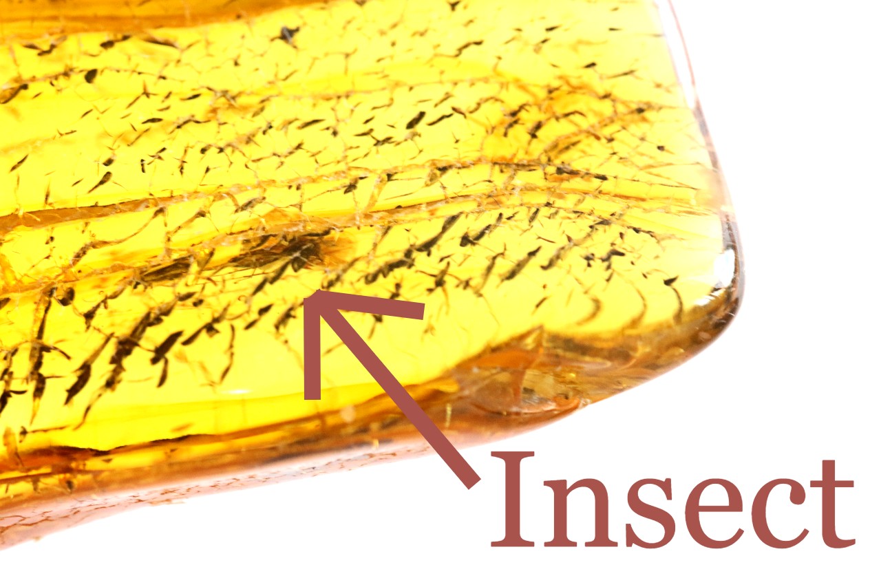 Insect in Baltic Amber Amulet Pendant