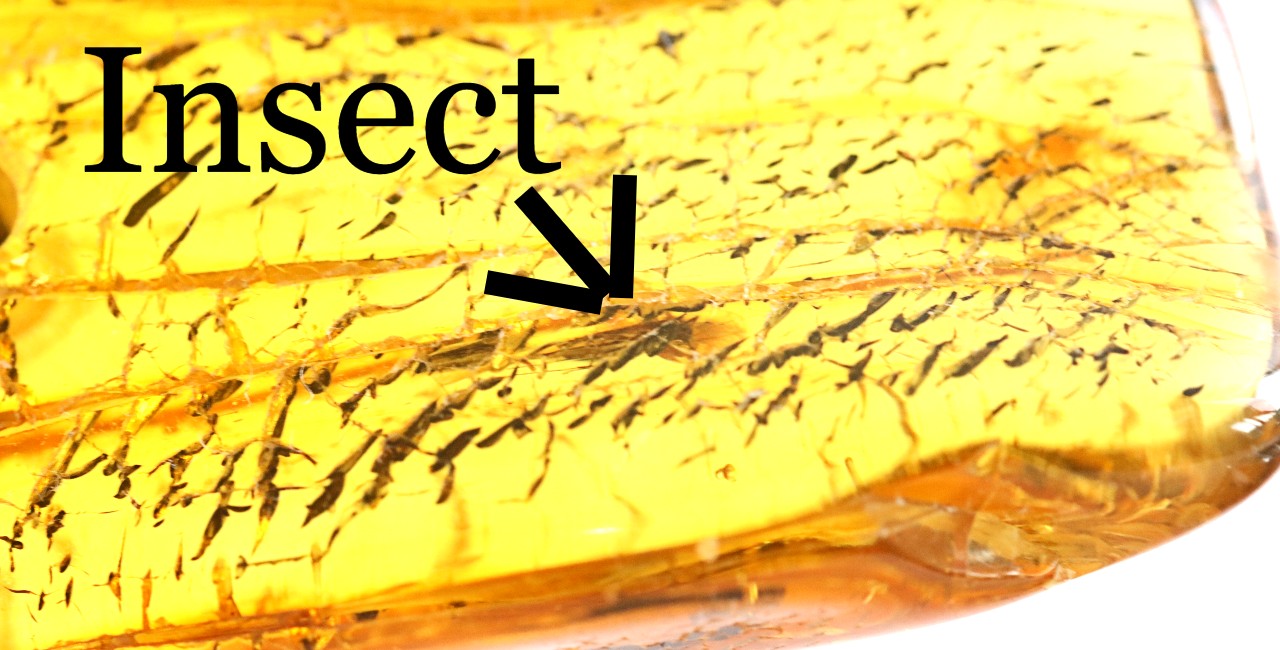 Insect in Baltic Amber Amulet Pendant