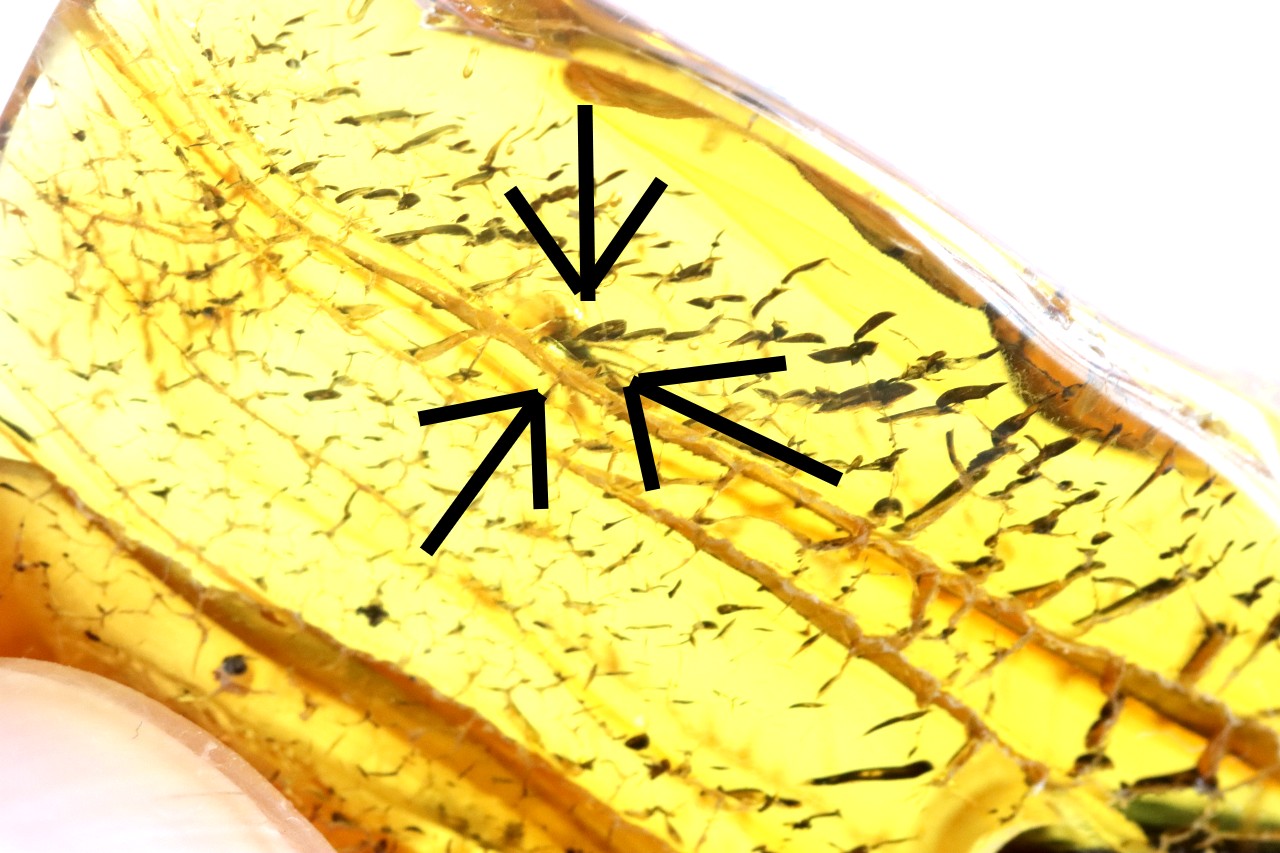 Insect in Baltic Amber Amulet Pendant