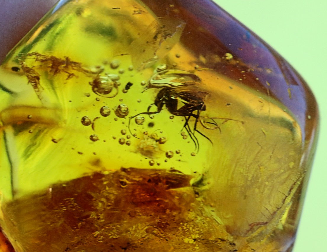 Baltic Amber 40 million year old Insects  Inclusion