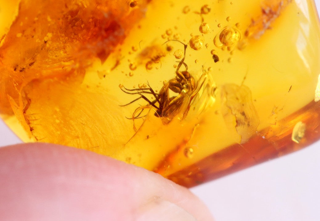 Baltic Amber 40 million year old Insects  Inclusion