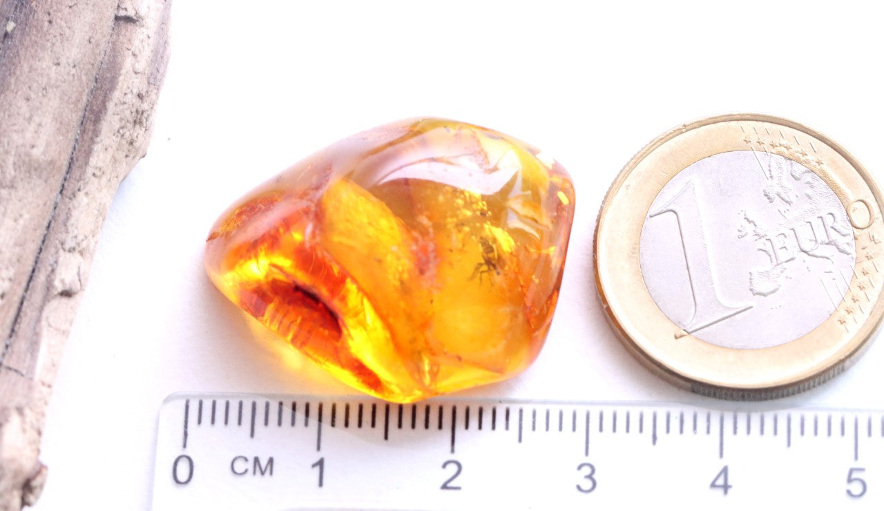 Baltic Amber 40 million year old Insects  Inclusion