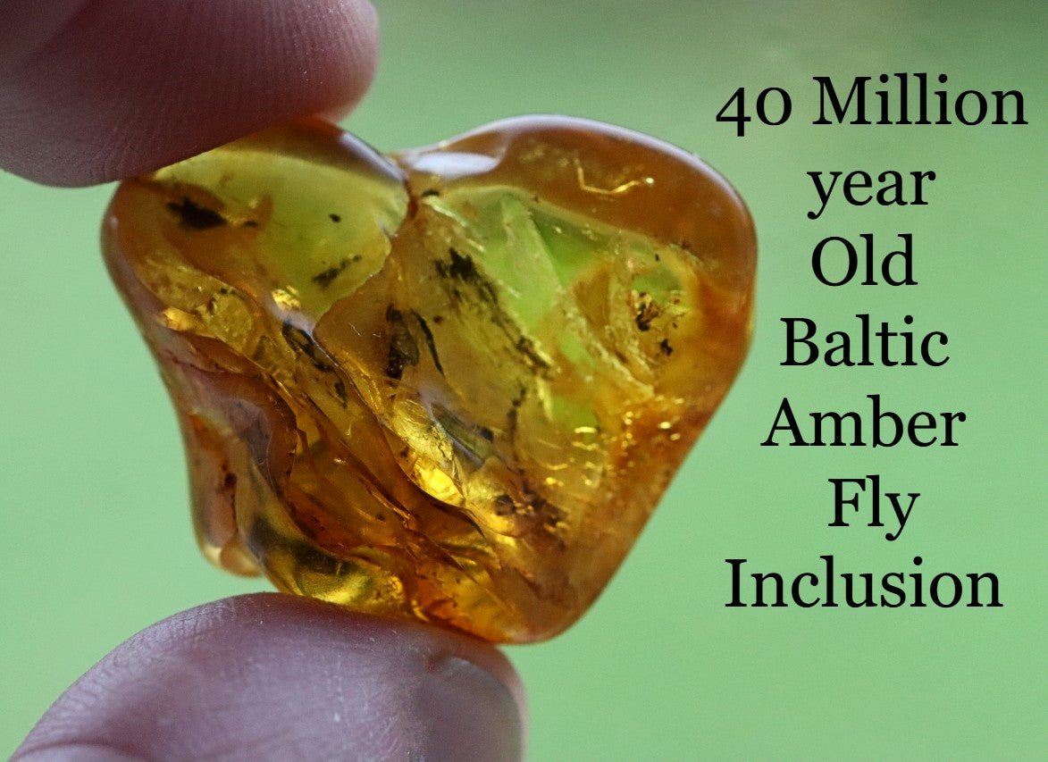 40 Million year Old Baltic Amber Fly Inclusion