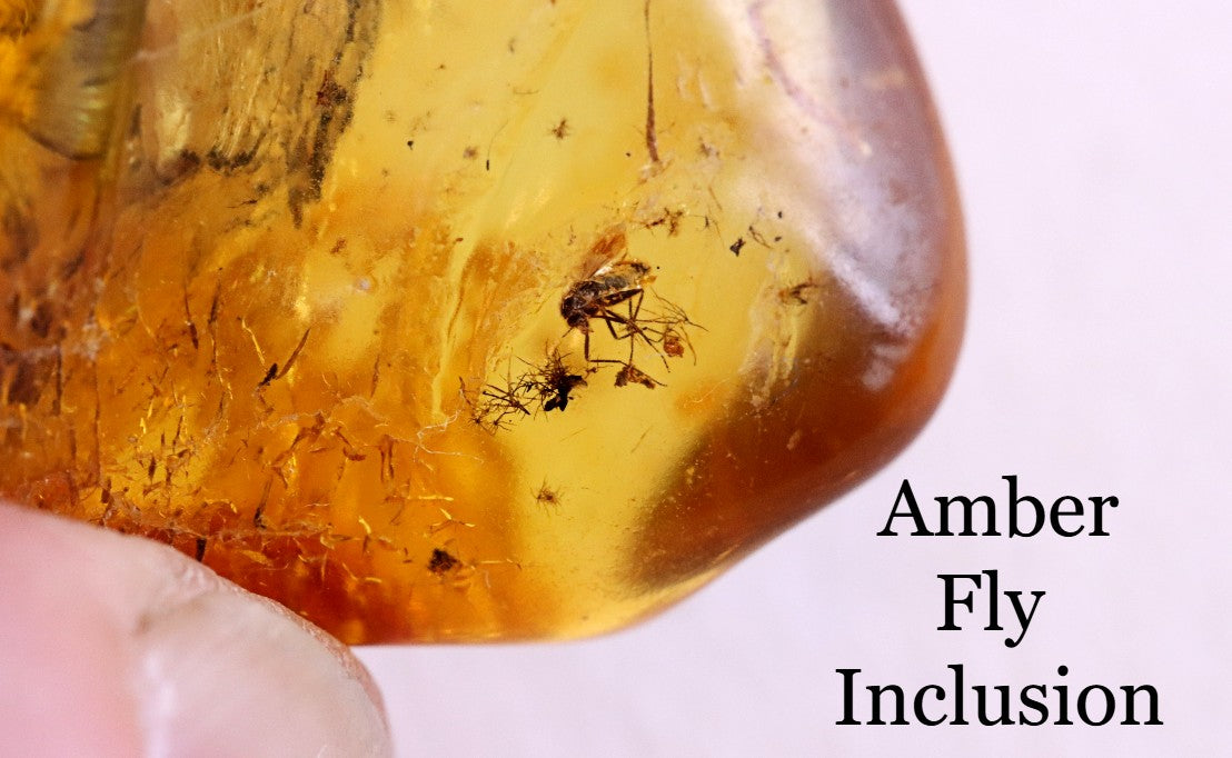 40 Million year Old Baltic Amber Fly Inclusion