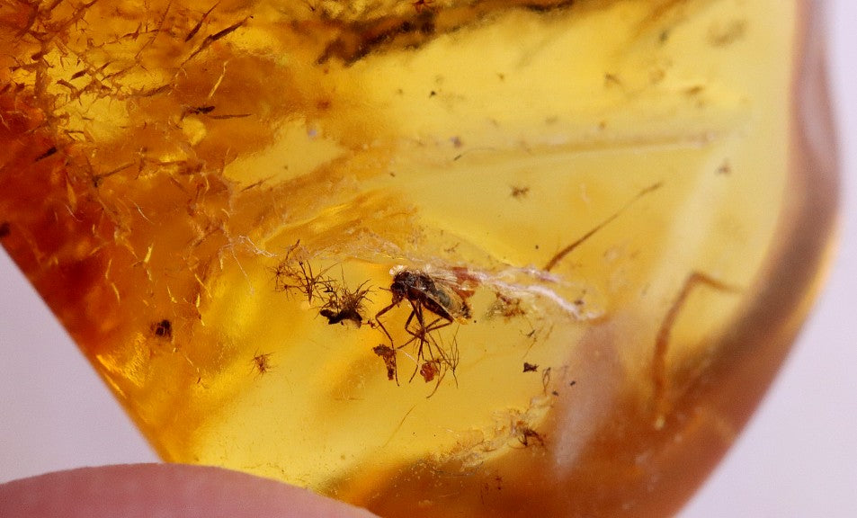 40 Million year Old Baltic Amber Fly Inclusion