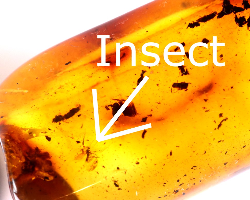 Baltic Amber Amulet Pendant with Insect Inclusion