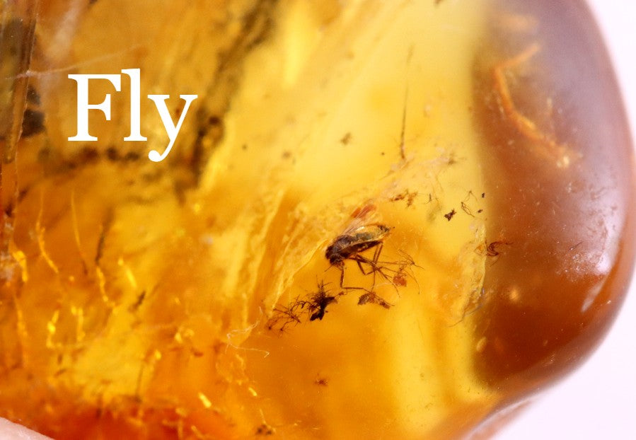 40 Million year Old Baltic Amber Fly Inclusion