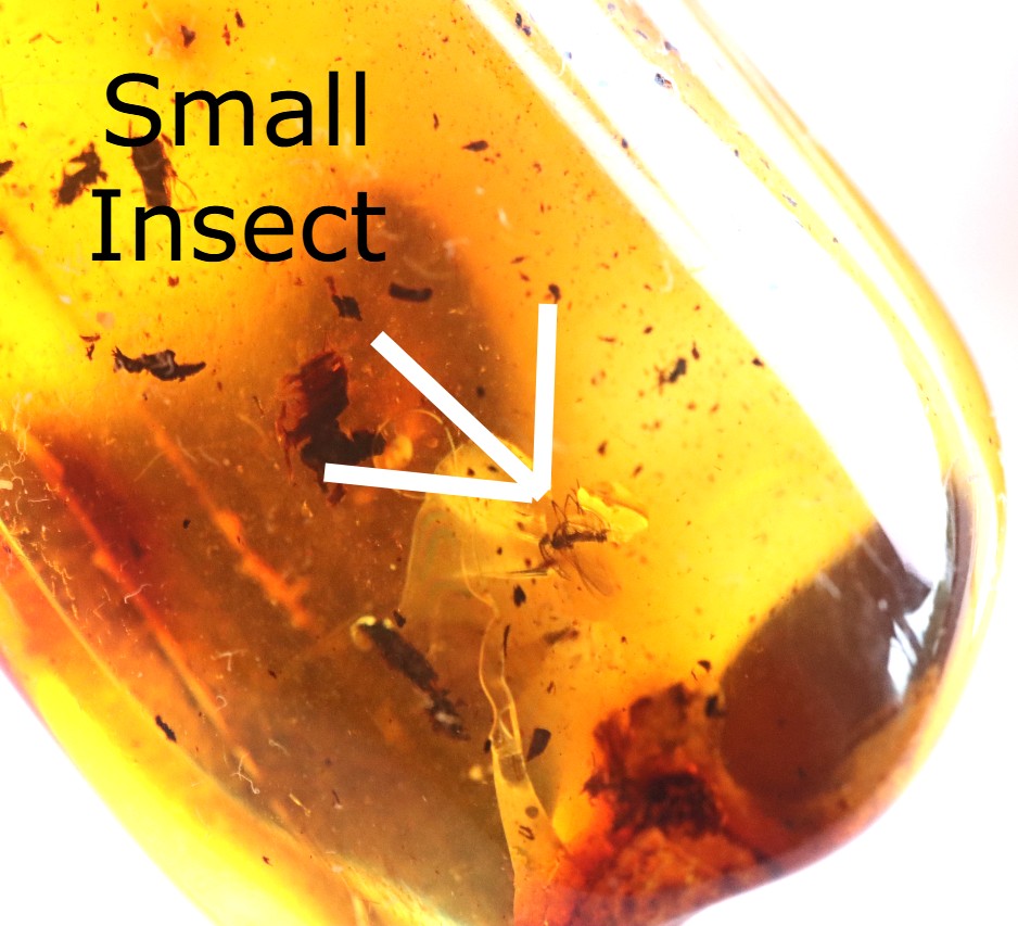 Baltic Amber Amulet Pendant with Insect Inclusion