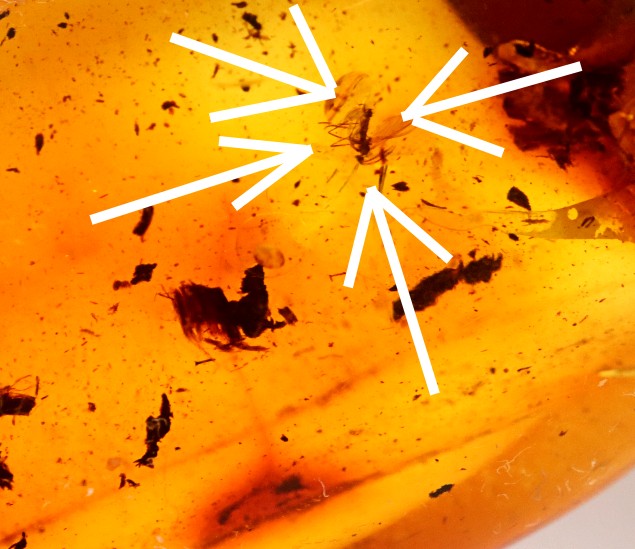 Baltic Amber Amulet Pendant with Insect Inclusion