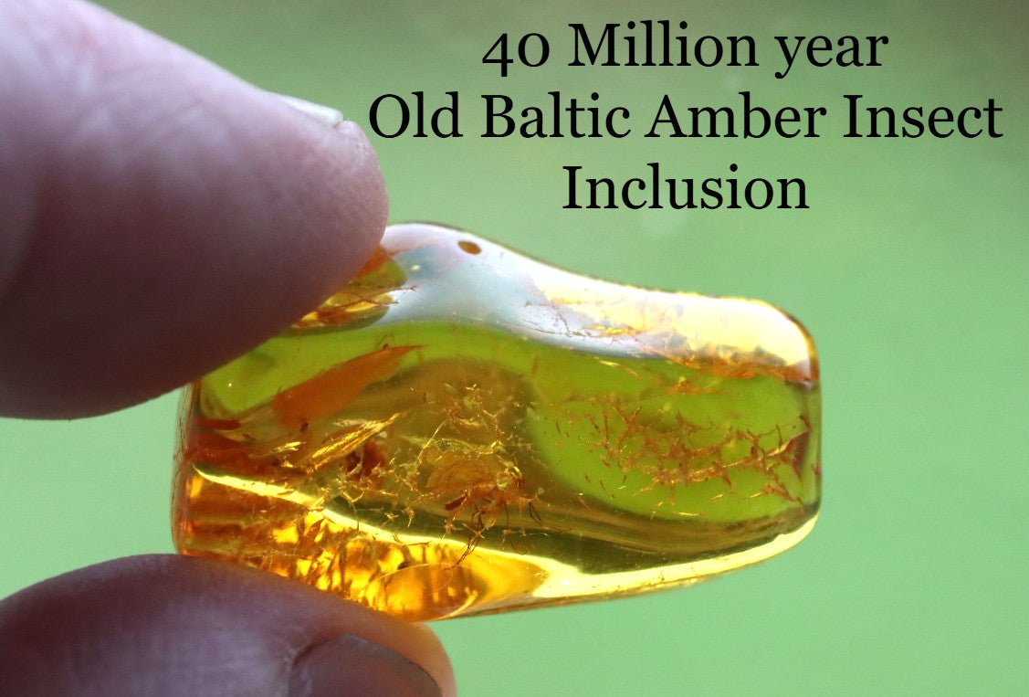 40 Million year Old Baltic Amber Insect Inclusion small piece