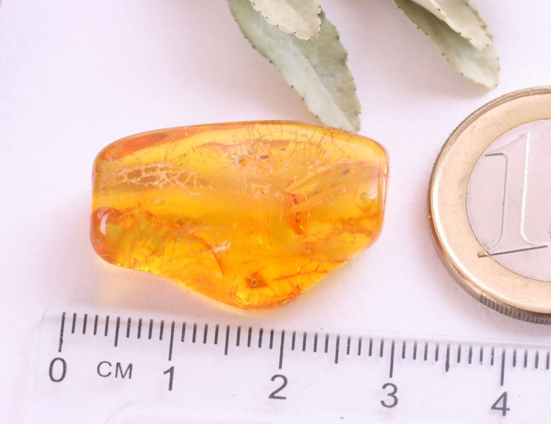 40 Million year Old Baltic Amber Insect Inclusion small piece