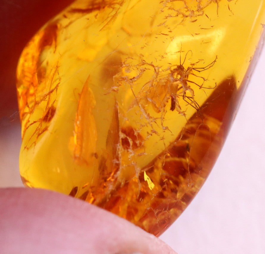 40 Million year Old Baltic Amber Insect Inclusion small piece