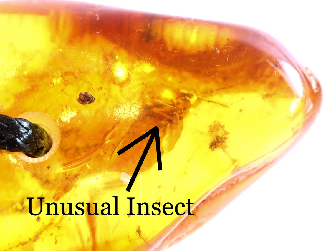 Unusal Insect in Baltic Amber Amulet