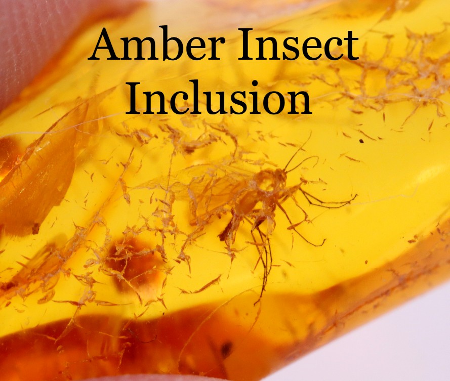 40 Million year Old Baltic Amber Insect Inclusion small piece