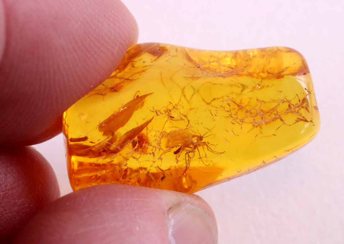 40 Million year Old Baltic Amber Insect Inclusion small piece