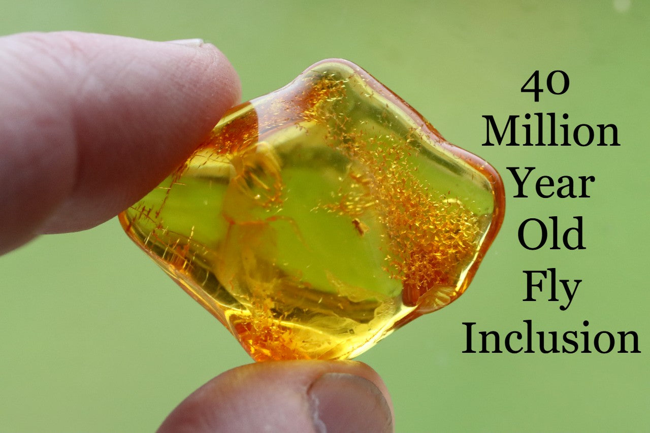 Geology Gift Baltic Amber Inclusion Collector's Gem