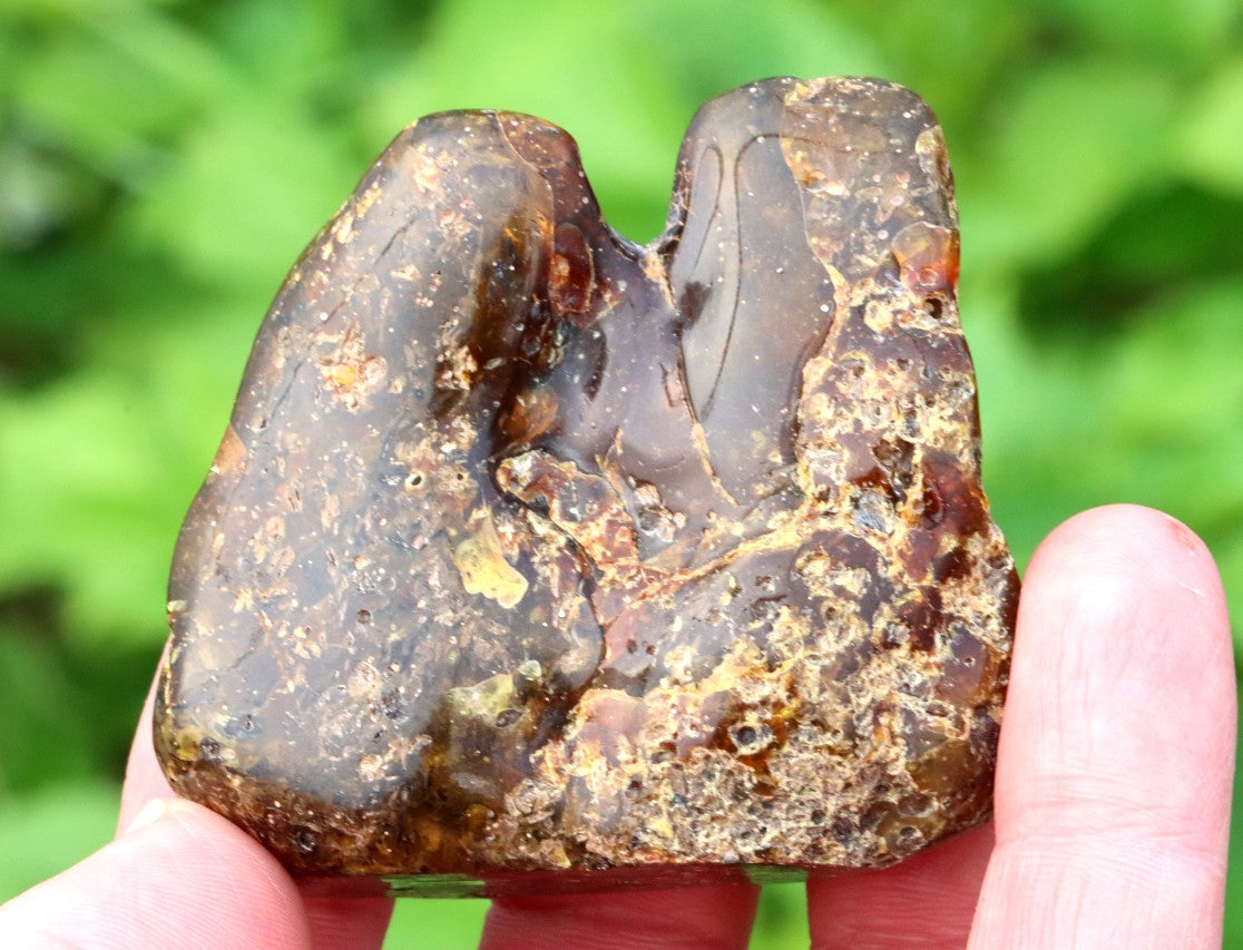 Natural Baltic Amber Archaeology Collector's Gem