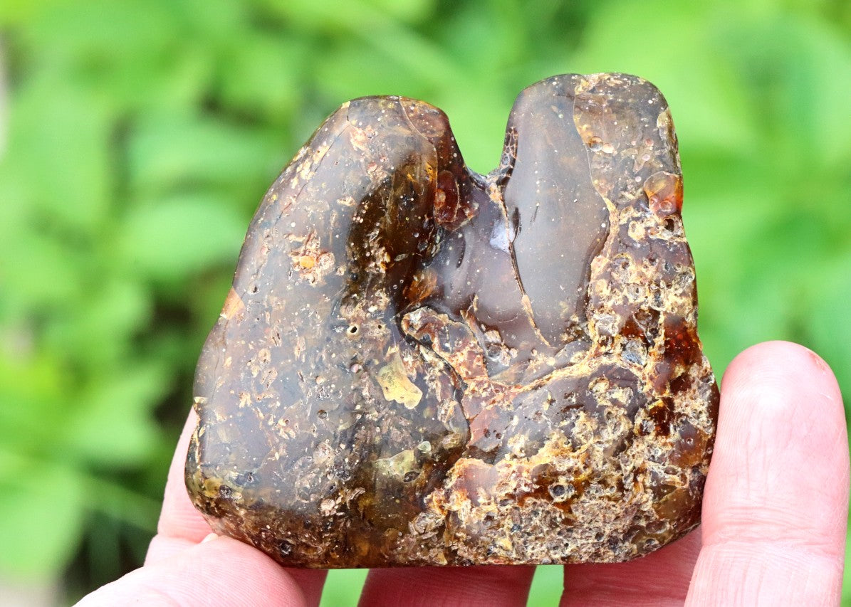 Natural Baltic Amber Archaeology Collector's Gem