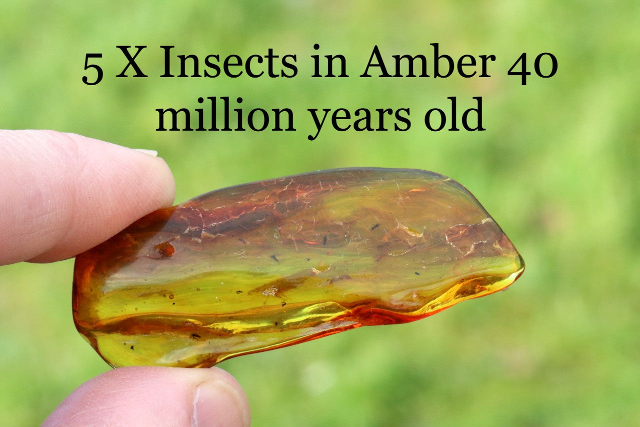 5 X Insects in Amber 40 million year old Insect Inclusion