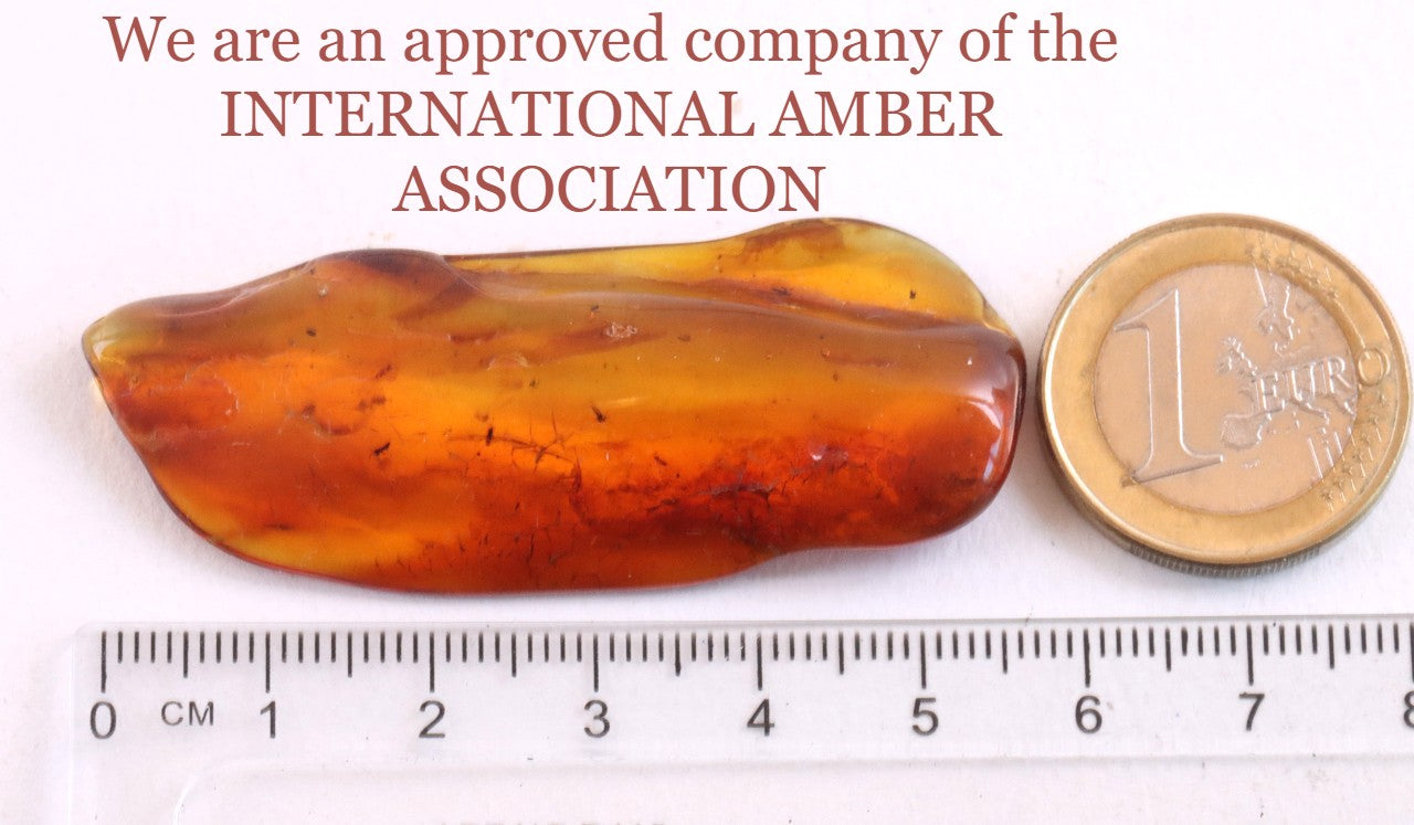 5 X Insects in Amber 40 million year old Insect Inclusion