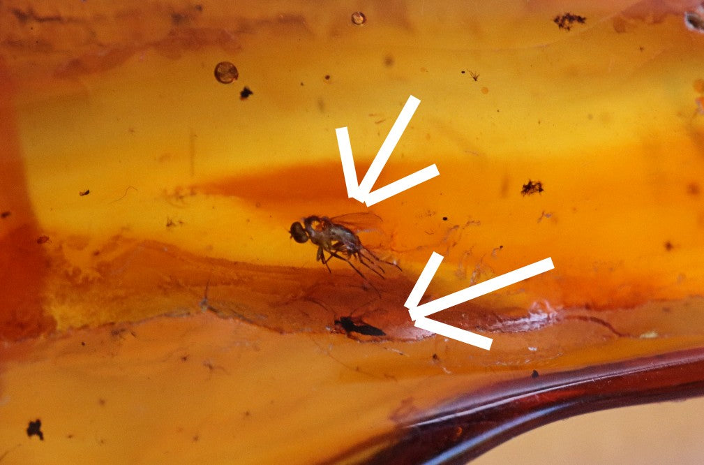 5 X Insects in Amber 40 million year old Insect Inclusion