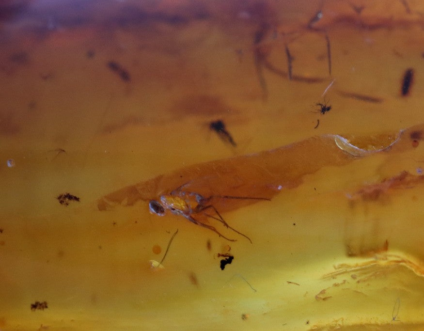 5 X Insects in Amber 40 million year old Insect Inclusion