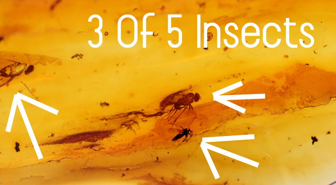 5 X Insects in Amber 40 million year old Insect Inclusion