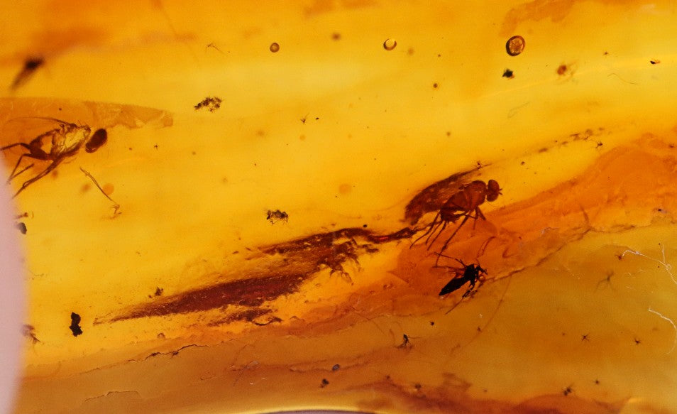 5 X Insects in Amber 40 million year old Insect Inclusion