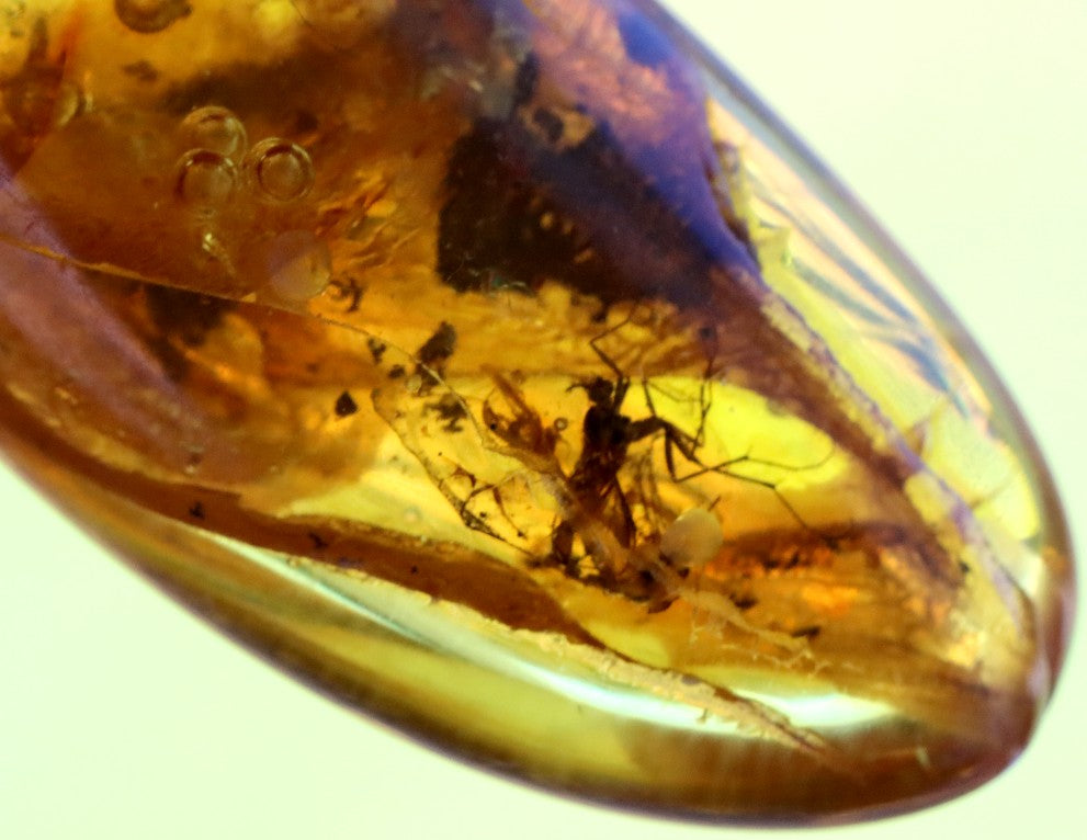 Clear To See Baltic Amber 40 million year old Insects Inclusion