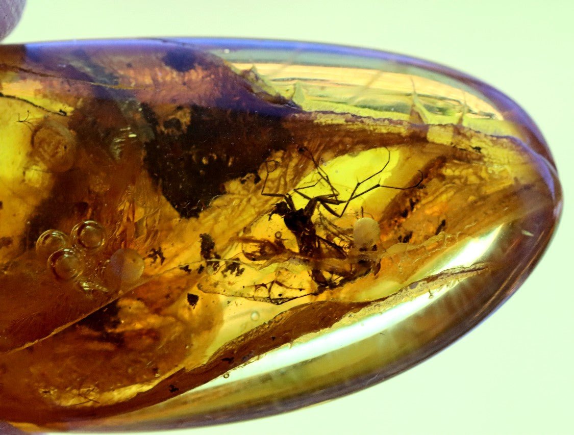 Clear To See Baltic Amber 40 million year old Insects Inclusion