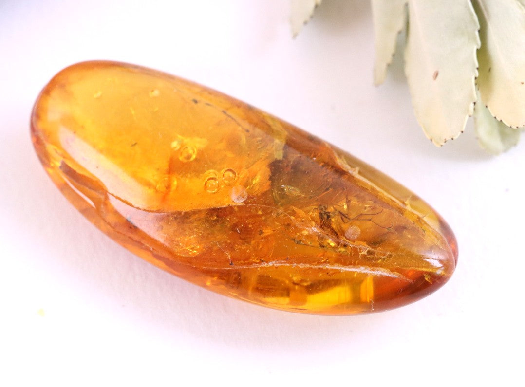 Clear To See Baltic Amber 40 million year old Insects Inclusion