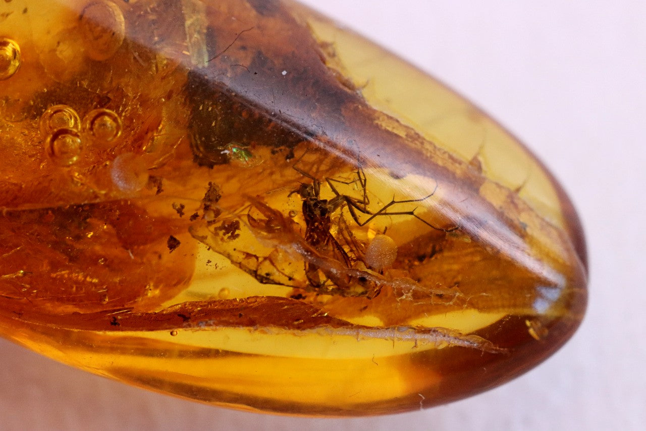 Clear To See Baltic Amber 40 million year old Insects Inclusion