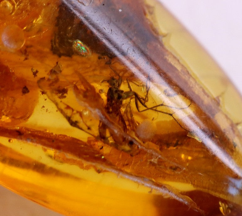 Clear To See Baltic Amber 40 million year old Insects Inclusion