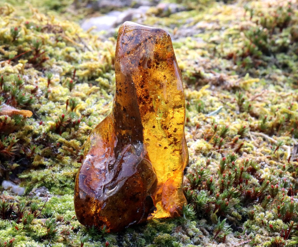 Unique large Baltic Amber Geology Gem Museum Collector's Gem