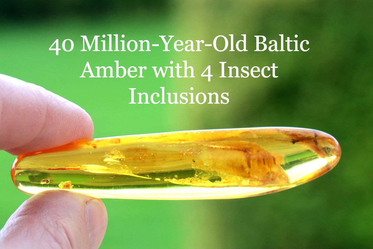 40 million-year-old Baltic Amber with insect inclusions held by a hand against a green background.