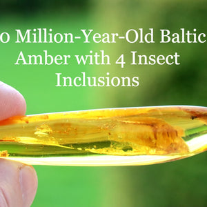 40 million-year-old Baltic Amber with insect inclusions held by a hand against a green background.