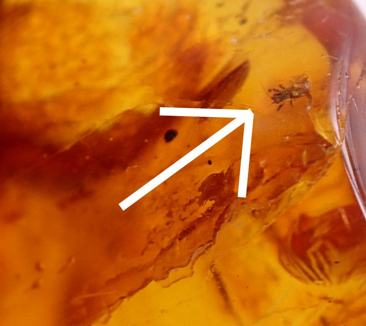 40 Million year old Insect Immortalized in Amber Amulet