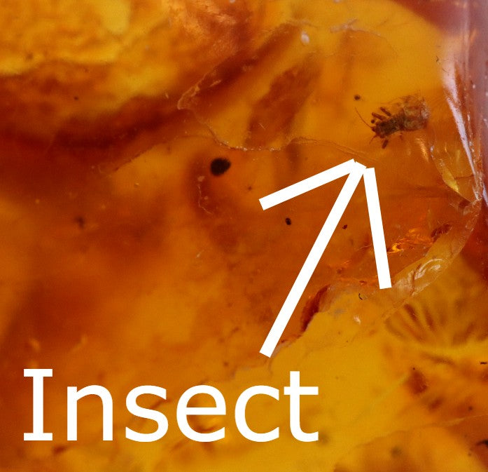 40 Million year old Insect Immortalized in Amber Amulet