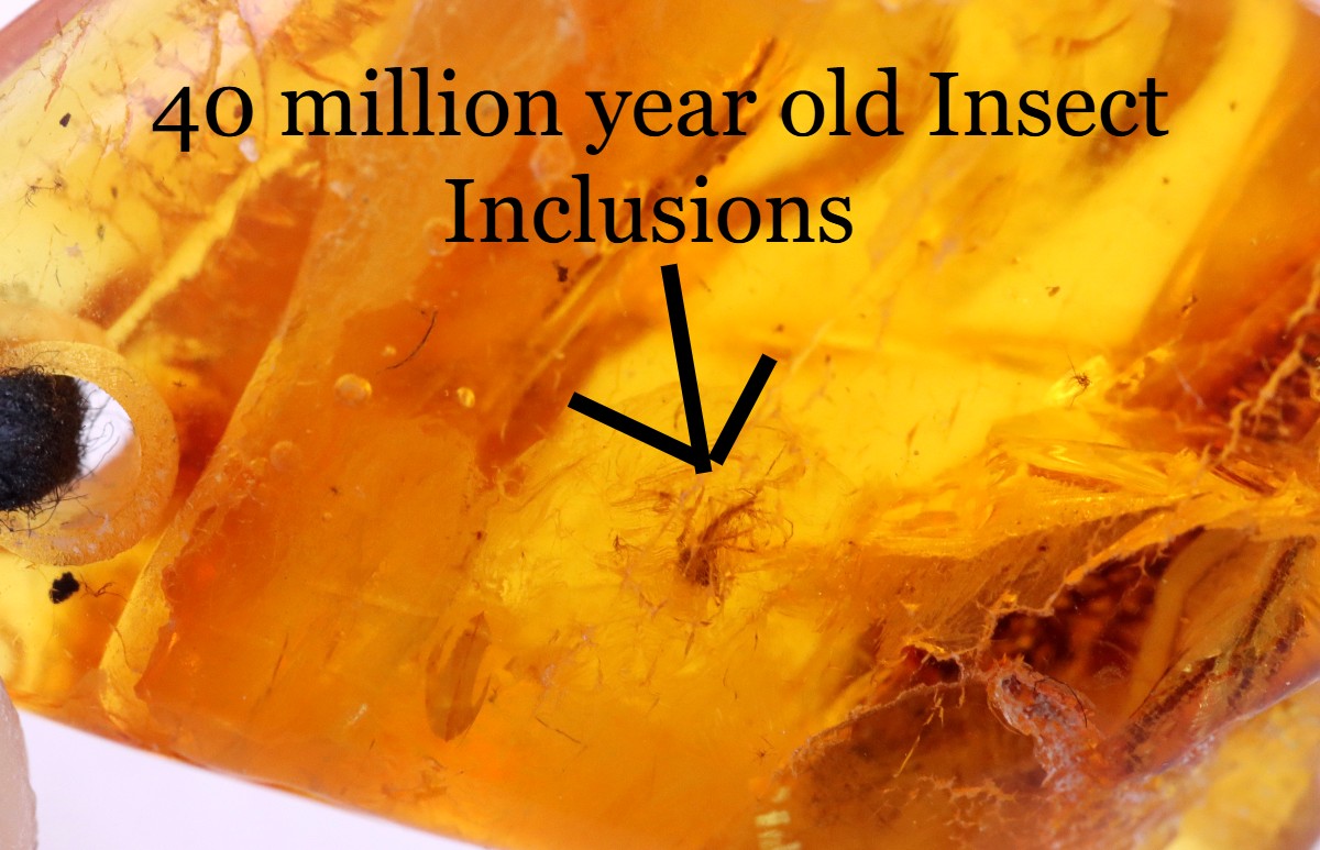 Amulet 40 million year old Insect Inclusions