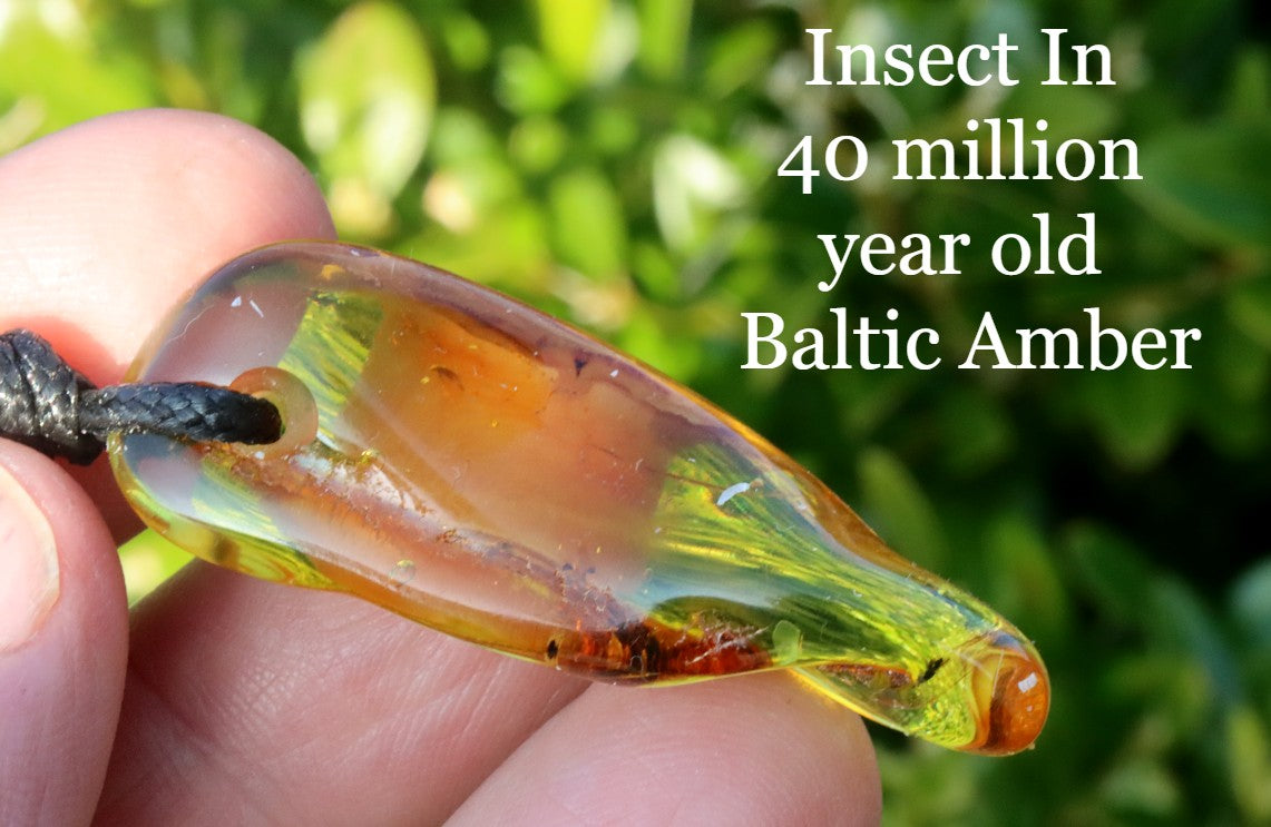 Insect In 40 million year old Baltic Amber