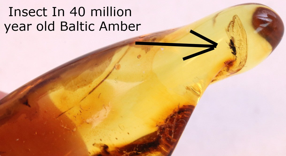 Insect In 40 million year old Baltic Amber