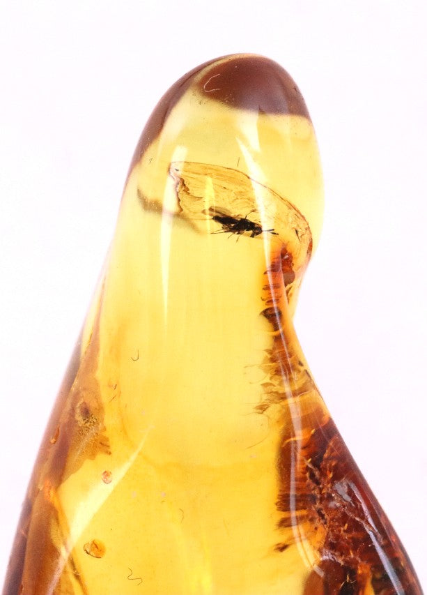 Insect In 40 million year old Baltic Amber