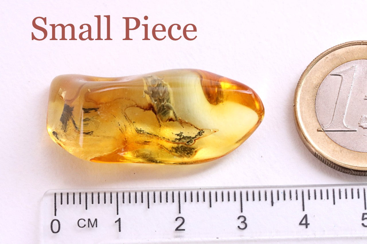 Insect Inclusion Trapped in Baltic Amber Possibly a Aphid or spring tail