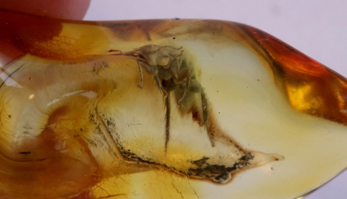 Insect Inclusion Trapped in Baltic Amber Possibly a Aphid or spring tail