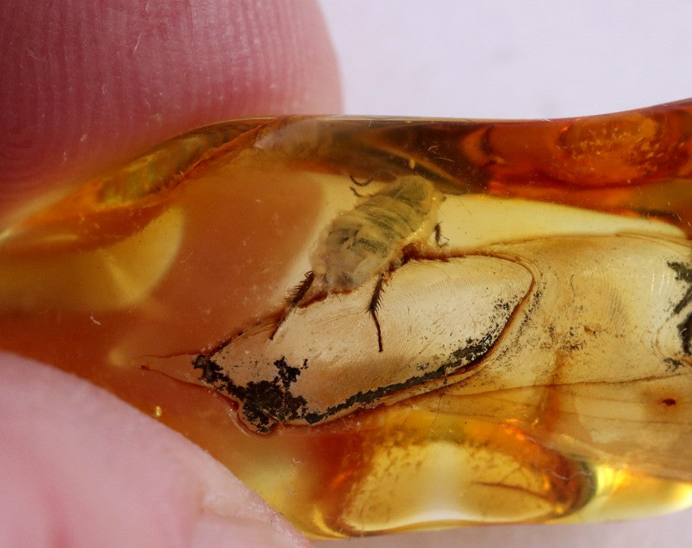 Insect Inclusion Trapped in Baltic Amber Possibly a Aphid or spring tail