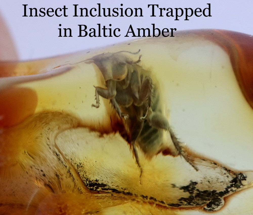 Insect Inclusion Trapped in Baltic Amber Possibly a Aphid or spring tail